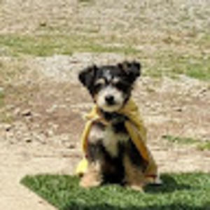 Meet your Posher, Maria